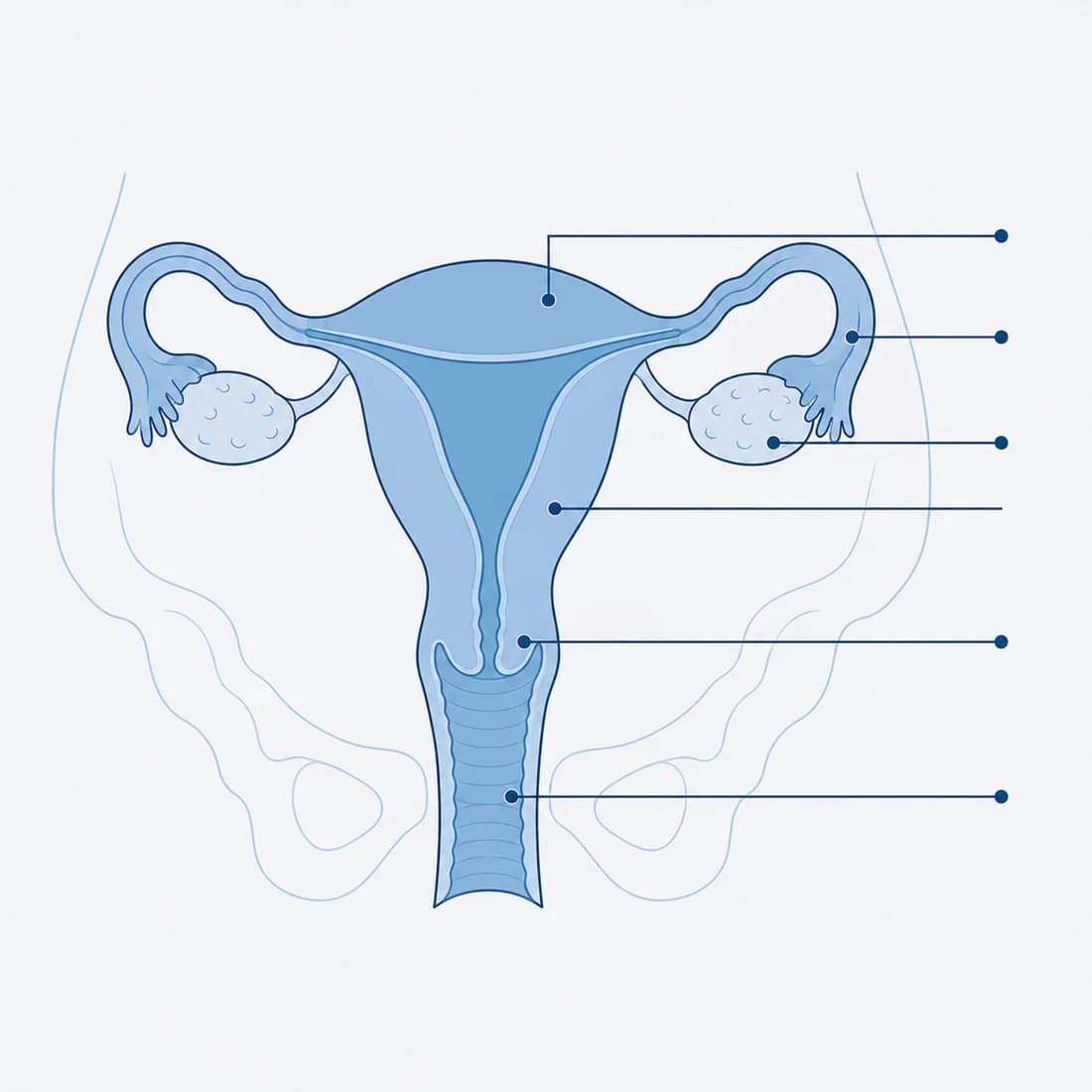 A plain diagram of the uterus, the tubes and ovaries on each side, the cervix and the vagina, each marked with a line.