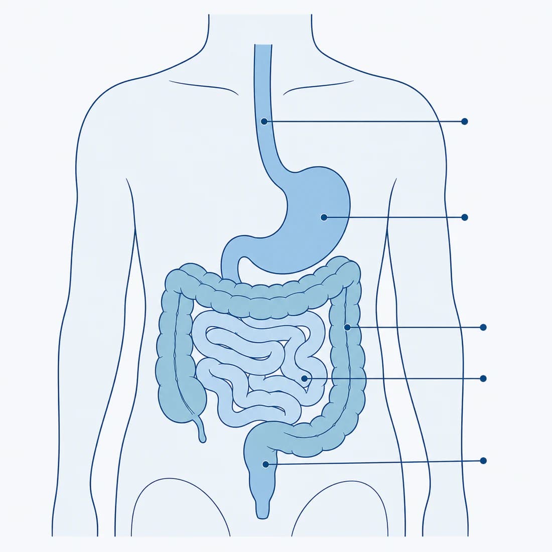 A drawing of the digestive tract inside the outline of a body — food pipe, stomach, small intestine, colon and rectum — each marked with a line.