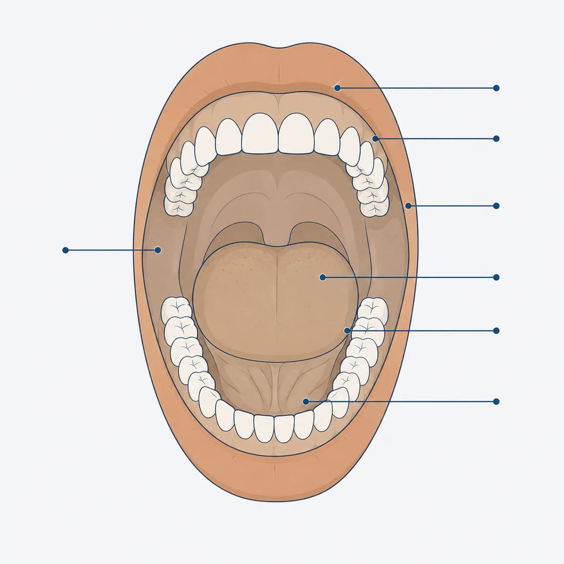 A drawing of the inside of an open mouth — lips, gums, teeth, tongue and the floor of the mouth — with lines marking the six places a doctor checks.