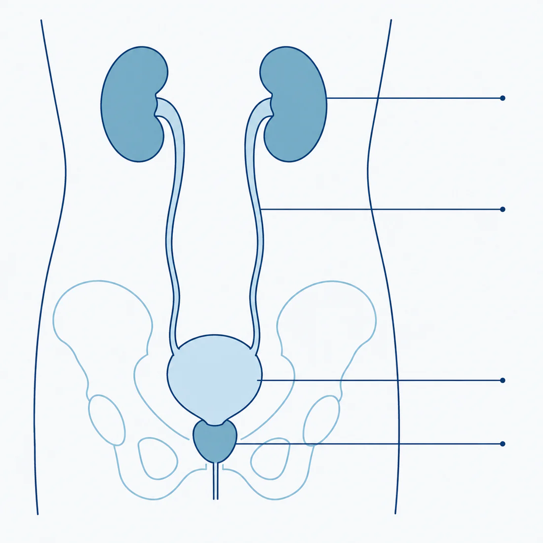 A plain diagram of the kidneys, the tubes running down from them, the bladder and the prostate, drawn inside the outline of the hips, each marked with a line.